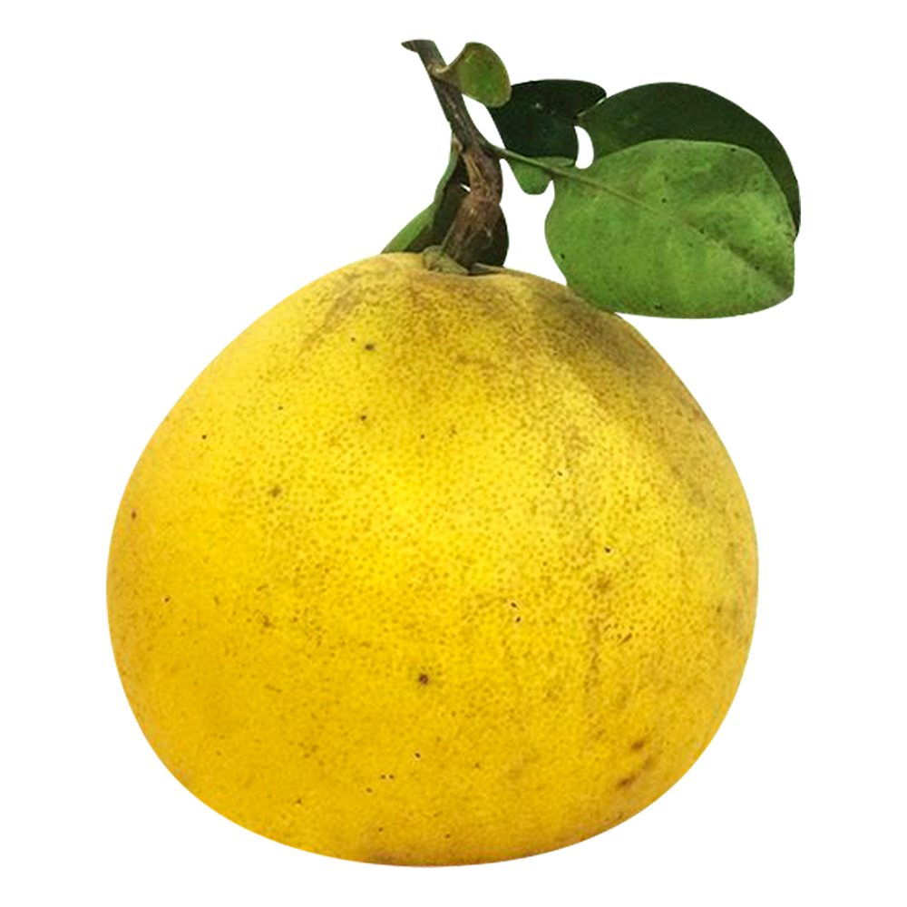 Bưởi Diễn to 100%
