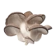 Nấm tươi