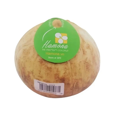 Dừa cao cấp Hamona Size S