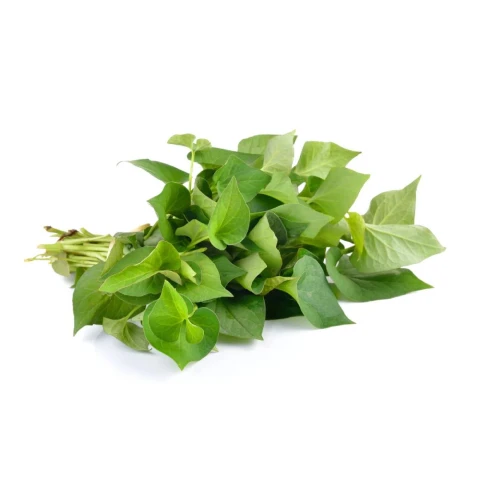 Diếp cá