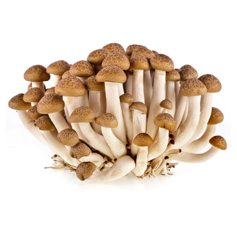 Nấm ngọc châm nâu GOG khay 200gr