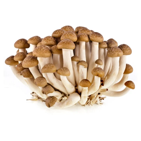 Nấm ngọc châm nâu GOG khay 200gr